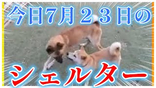 【 60匹の動物駆け込み寺 】