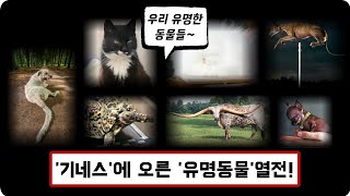 기네스북에 오른 유명한 동물열전!