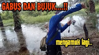 GAK DI RAGUKAN LAGI!! SARANG GABUS DAN BUJUK#BANGZEFISHING#KESTINGGABUS