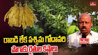 రాబడి లేక పశ్చిమ గోదావరి పొగాకు రైతుల కష్టాలు | West Godavari Tobacco Farmers Struggle | hmtv