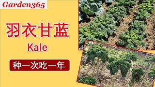 【羽衣甘蓝Kale】怎样种Kale？怎样烤Kale？