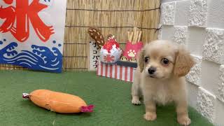 ペットショップ犬の家＆猫の里マークイズ静岡店　158548　チワックス