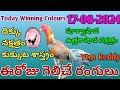 17 August 2024 Today Winning Colours//Ytm Reddy Farming Channel//Kukkuta Sastram