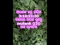 mulanka 3 odia