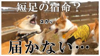 足が短すぎて、犬パンチが届かないコーギー犬