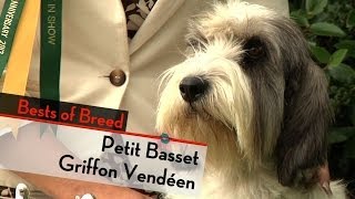 Petit Basset Griffon Vendeen - Bests of Breed