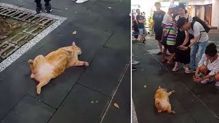 Tabby Cat Plays Dead Outside Restaurant In Taiwan