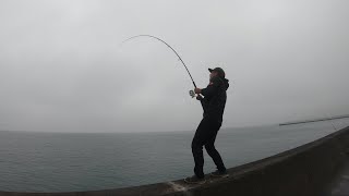 エギングでイカが釣れないので、サビキ釣りからの泳がせ釣りでなんかデカいのが来た。