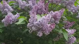 Lilac common name ( Syringa Vulgaris ) in Springtime English countryside 4 May 2022