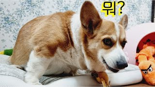 여자강아지에게 뚱땡이라고 했더니 화냄ㅋㅋㅋ [Angry corgi]