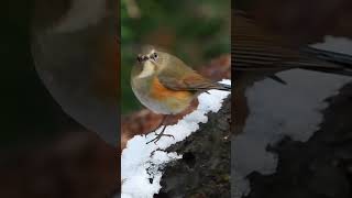 雪とルリビタキ！奇跡のコラボ❕ #鳥 #ルリビタキ #雪