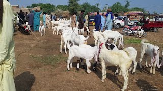 daur mandi update || livestock INFORMATION BY Muhammad ALI