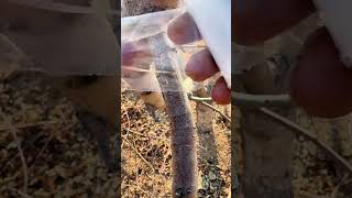 Peach tree bud grafting techniques