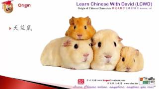 #1394 鼠 Mouse, rat- Origin of Chinese Characters -Learn Chinese with Flash Cards