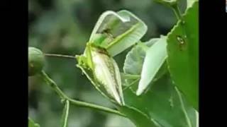 アオマツムシが鳴いている