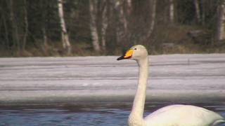 Laulujoutsen pariskunta / Whooper Swan couple in Finland 15.4.2010