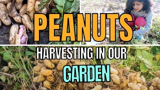 Peanuts harvesting|from Sowing to Harvest /How to grow peanutat home@VillageFoodSecrets