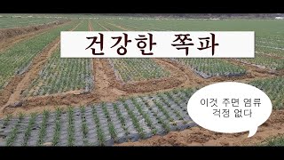 고품질 쪽파 만들기