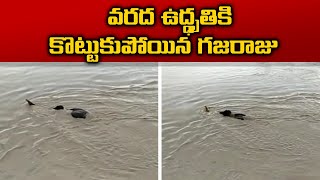 Elephant Swept Away by Flood Waters in Assam | అసోంలో వరద ఉద్ధృతికి కొట్టుకుపోయిన  ఓ ఏనుగు