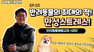 [반려동물행동교정 시즌2] Ep.03 반려동물의 '만성적 스트레스'를 조심하라! (feat.눈덩이)