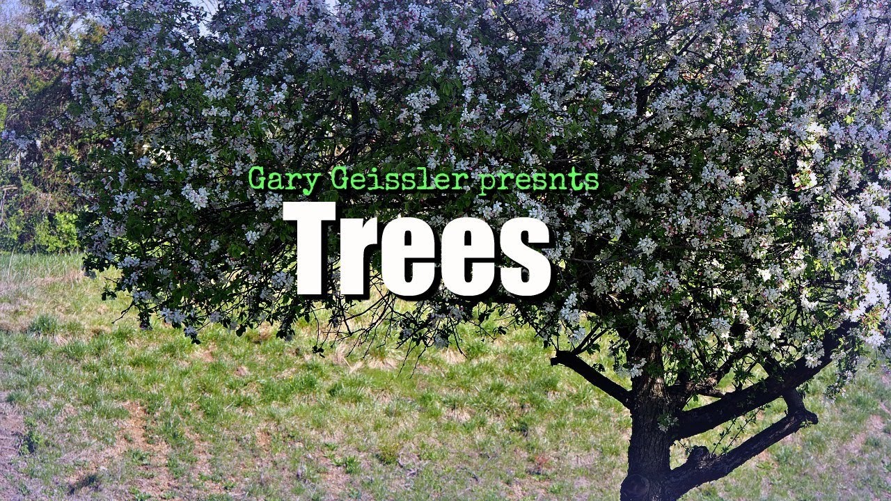 Trees Youtube