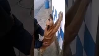 Interrogan a un perro