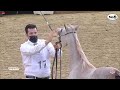 N.17 DEEBAJ AL EBB - 9th Qatar National AHS for Individual Owners - Yearling Fillies (Class 1B).mp4