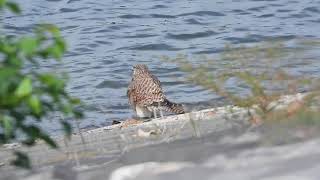 ﾁｮｳｹﾞﾝﾎﾞｳの水浴び1