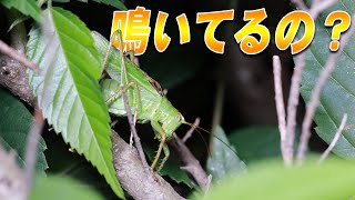 こんな姿が見られるとは…さいたま市で目撃した鳴き姿【ヤブキリ】