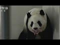 Adorable baby panda born in China