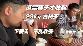 逛遍古寨才收到23kg的古树普洱茶！下大雨不能乱收茶，你知道为什么吗？#茶 #茶叶 #普洱茶 #品茶 #喝茶 #云南普洱 #买茶