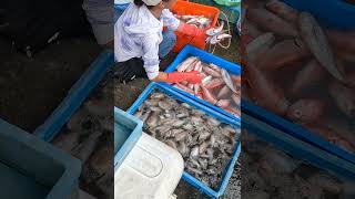 大溪漁港 Catch fresh seafood, and seafood unloading, amazing fresh, fish port