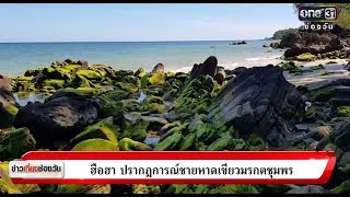 ฮือฮา ปรากฎการณ์ชายหาดเขียวมรกตชุมพร | ข่าวช่องวัน | ช่อง one31