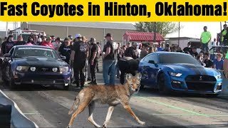 Fast Coyote Mustangs in Hinton Street Races!