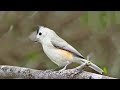 black crested titmouse song call voice carbonero crestinegro canto baeolophus atricristatus