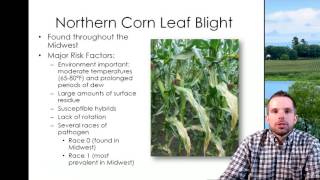 Field corn disease management update