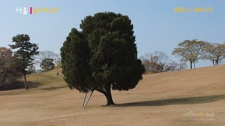 올림픽공원 몽촌토성 (Mongchontoseong Fortress in Olympic Park)