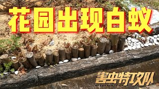 花园发现白蚁  |  原来木桩吸引白蚁侵蚀  |  Garden have Termite