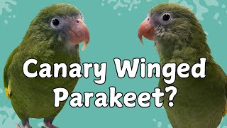 Unraveling The Mystery Of The White Winged Parakeet Or Is It Canary Winged Parakeet?