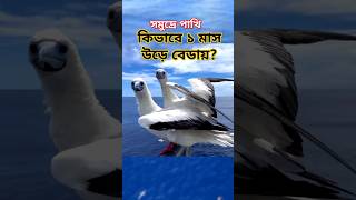 সমুদ্রের পাখি নিয়ে বিস্তারিত #SeaBirds #OceanBirds #seagulls