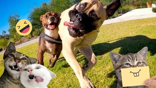 Funny Dogs And Cats s 2024 😅 - Best Funniest Animal s #19