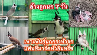 เพาะพันธุ์นกกรงหัวจุกแฟนซี | พาล้วงนกน้อย 7 วัน เจ้าขวานฟ้า มาร์คหัวอินทรีข Vs เจ้าตะเภาทอง Ep.451