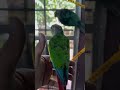 കോഴിയമ്മ l my companion l travel video with my pet birds parrottraining petbirds parrot