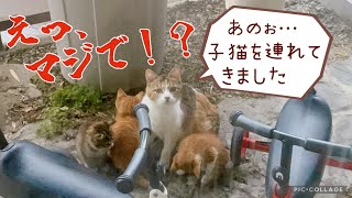 #1 野良猫が子猫を連れてきた。気配を感じて外を見てみると…「うちの子をお披露目に来ました。よろしくお願いします」A stray cat brought in a kitten.