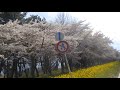 秋田県大潟村の菜の花ロード桜とのコラボ