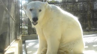 【しろくまピース】おやつ後はお出迎え（●＾o＾●）とべ動物園にて