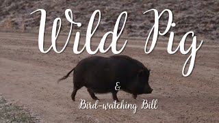 What?? A Wild Pig on the Loose?  And Return of Bird watching Bill