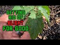 How to prevent and control blight in tomatoes and treatment, I have had it with blight!!