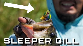 Megabass Sleeper Gill!! The Hottest Lure On The Market Catches Big Fish!