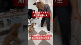 短気すぎるトイプードルを煽り倒す飼い主と案の定ブチ切れるトイプードルつきみ #トイプードル #犬